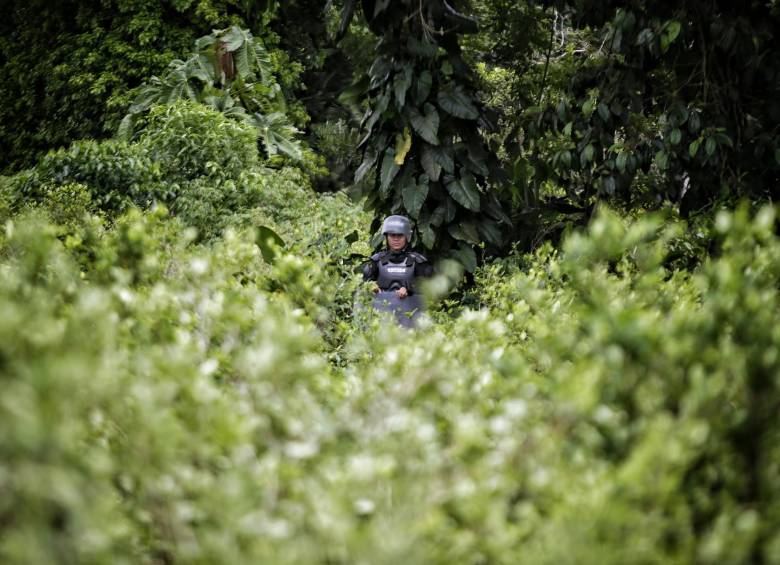 Área cultivada de coca. FOTO: COLPRENSA.
