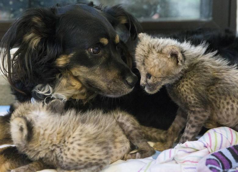Blakely les da calor a los cachorros. FOTO AP