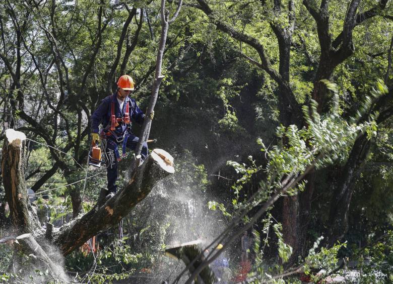 En esta zona se están desarrollando los trabajos de tala este sábado, en límites de Envigado con Medellín. FOTO MANUEL SALDARRIAGA