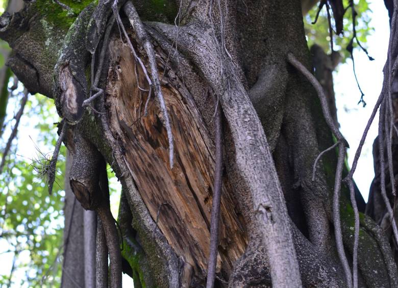 El árbol de 21 metros de altura será reemplazado por un piñón de oreja. Foto: Cortesía. 