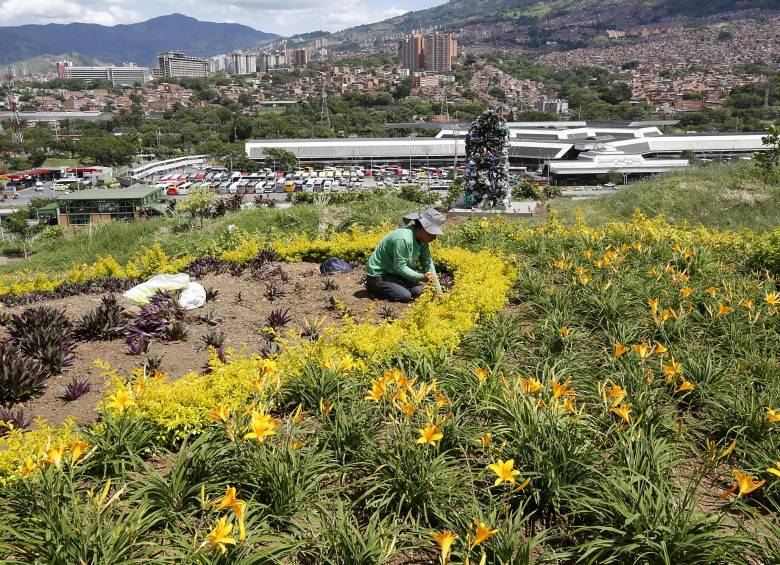 Para descontaminar el morro se aplican la fitorremediación y biorremediación. FOTO henry agudelo