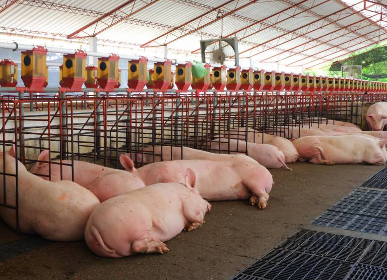 El sector porcicultor está comprometido con el abastecimiento de alimentos para los colombianos. Foto Cortesía Porkcolombia