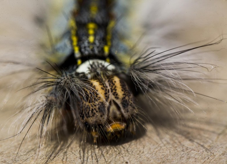 Larva de mariposa Morpho sp. Foto : Esteban Vanegas
