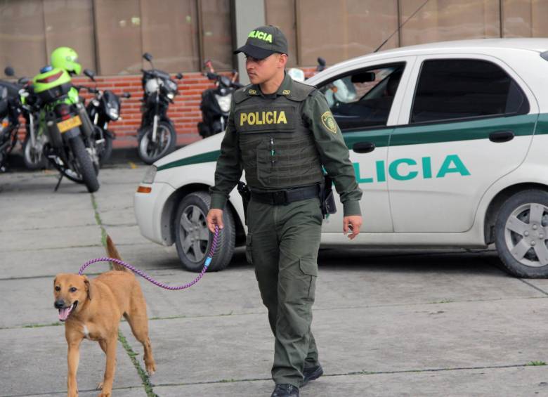 Los habitantes de la calle, al parecer le amarraron las patas traseras al animal y lo lanzaron al agua. FOTO COLPRENSA
