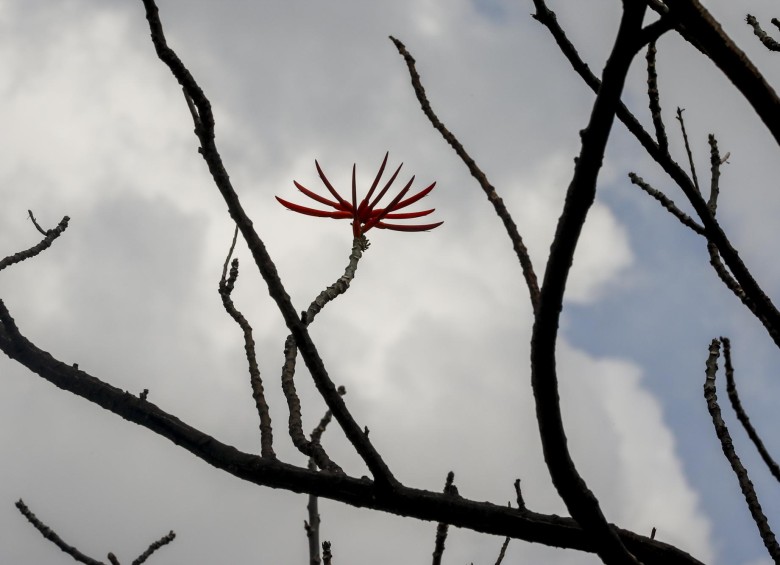 Flor de Erythrina, de árbol trasladado al sector de Contegral. Foto. Jaime Pérez