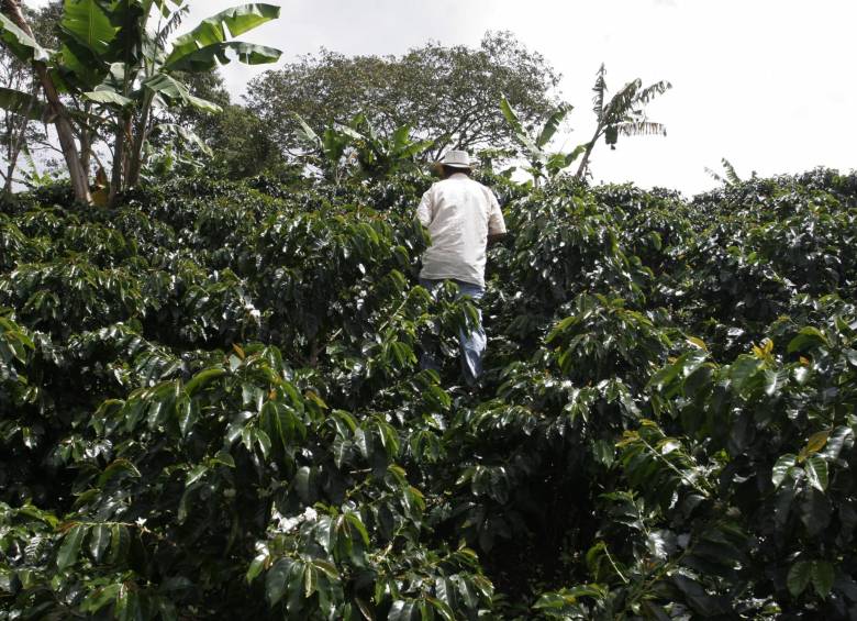 57% del área cafetera del país se vería afectada con cambio climático