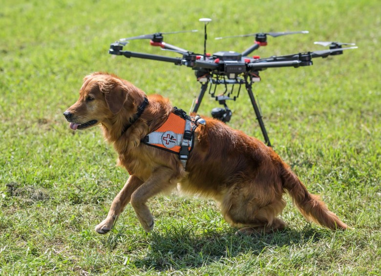 Perros y drones, combinación que ha dado muy buenos resultados en el rescate de personas perdidas en las montañas de Suiza. FOTO AFP