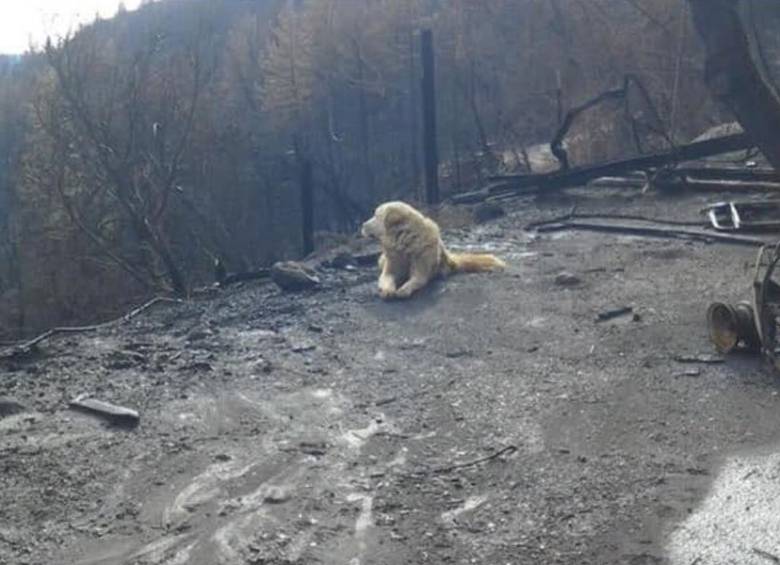 Madison esperó en medio del fío y el hambre a que su dueña volviera por él. FOTO Twitter