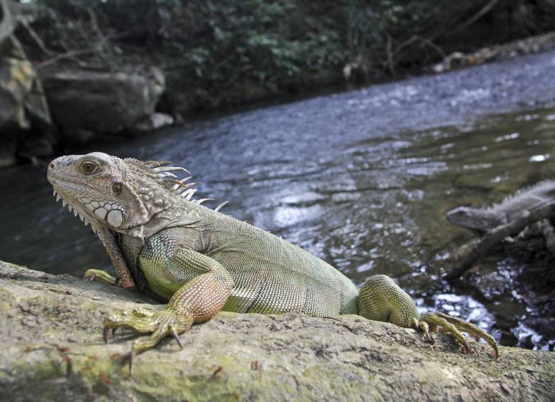 90 animales rescatados del tráfico ilegal volvieron a los bosques