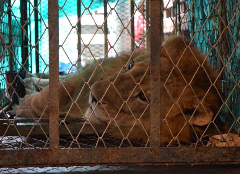 El león Júpiter. Foto Colprensa