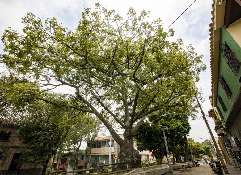 Ceiba bonga (Ceiba pentandra) ubicada en el parque Olano de Prado. Este ejemplar es testigo de la fundación del barrio, en 1926. FOTO edwin bustamante