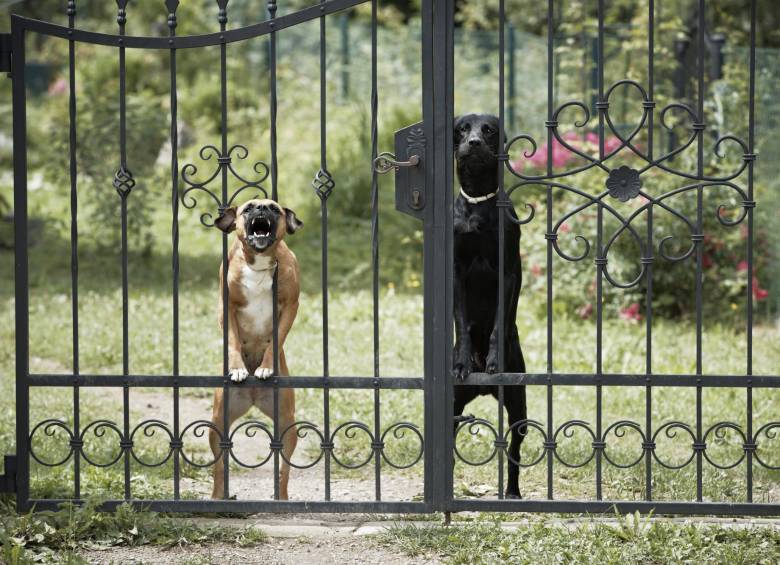 El servicio postal de Estados Unidos advirtió que ante la presencia continuada de un perro agresivo, el cartero no entregará el correo. FOTO Shutterstock