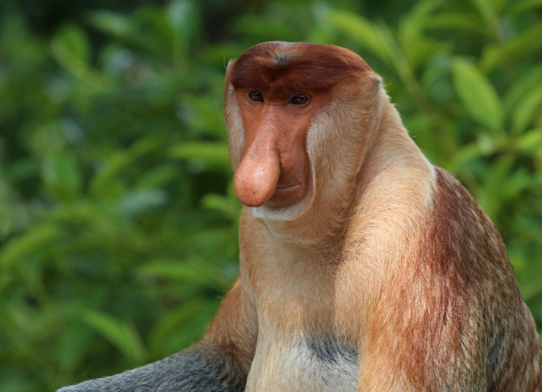 El mono narigudo (Nasalis larvatus) es inconfundible por su cara rosada y por su nariz larga, abultada y carnosa, la cual se cree que puede ser resultado de la selección sexual. FOTO: Charlesjsharp