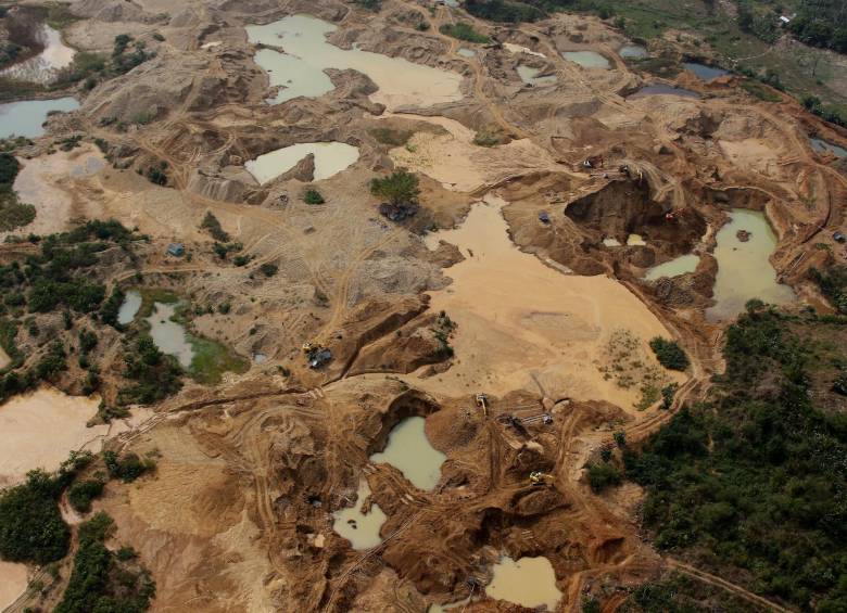 Peces, esperanza para recuperar Bajo Cauca