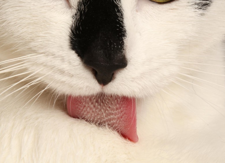 Un gato de 2,2 kilos debe expeler calor a una tasa de 5,7 vatios para no recalentarse. Esa lengua llena de papilas particulares, le ayuda. FOTO cortesía Candler HoBbs