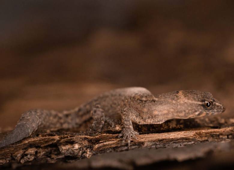 El lagarto más pequeño del mundo, Lepidoblepharis miyatai, vive en el Parque Nacional Natural Tayrona. FOTOS: Cortesía Parques Nacionales Naturales