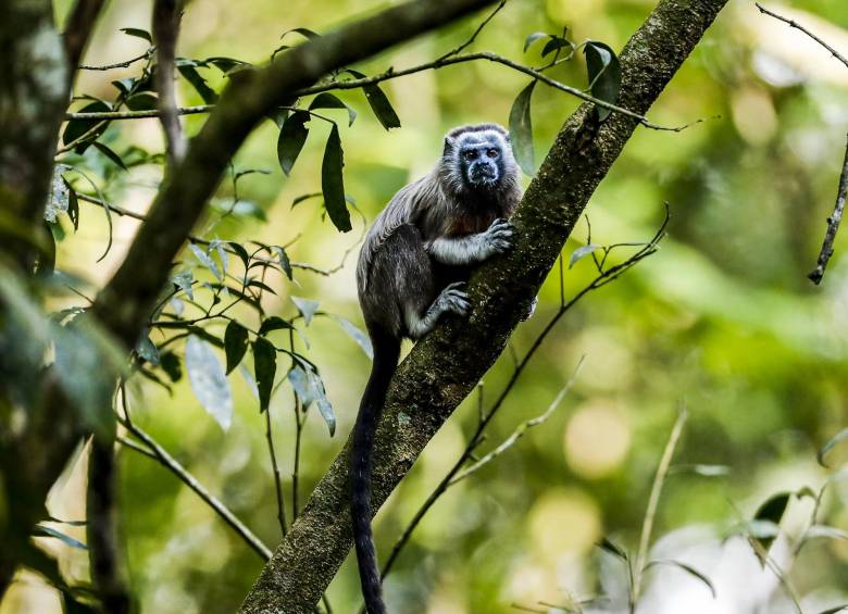 Entre los avistamientos de mamíferos se encuentran el mono tití, la marteja, el oso hormiguero, la taira y el león de montaña. Foto: Jaime Pérez Munévar
