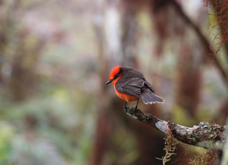 Los pichones de pájaro brujo (Pyrocephalus nanus) nacieron en la parte alta de la isla Santa Cruz. El Parque Galápagos indicó en un comunicado que el ave es considerada endémica de las islas Galápagos desde el año 2016. Fotos: EFE / Cedidas Parque Galápagos