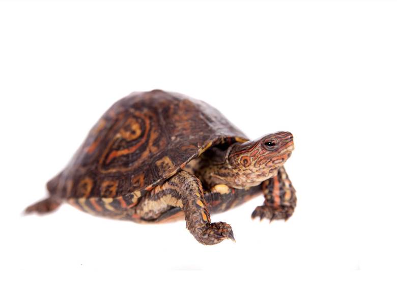 La tortuga de bosque llega a medir hasta 20,32 centímetros de longitud. FOTO: Shutterstock
