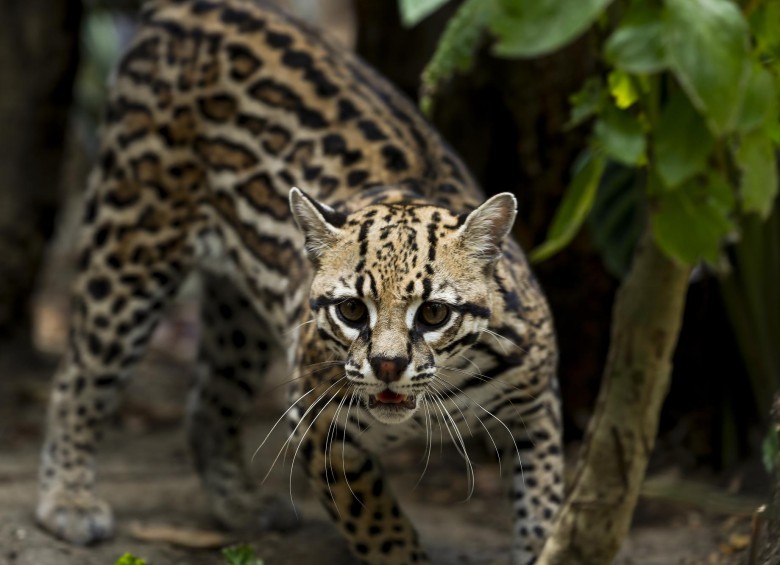 En esta subregión de Antioquia habitan cinco de las seis especies de felinos que hay en Colombia