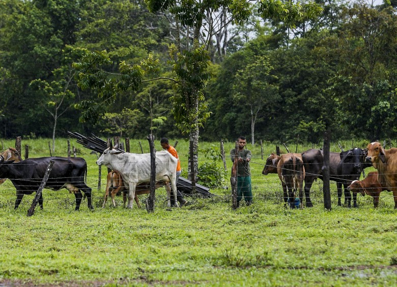 Producción de ganado en las tierras de los Guacayacanes, en el municipio de Urabá. FOTO JULIO CÉSAR ECHEVERRI