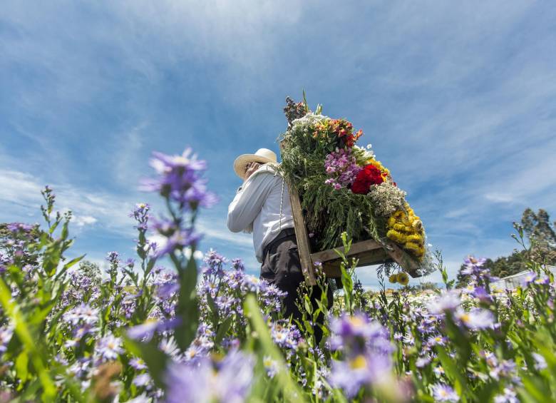 La Alcaldía de Medellín está desarrollando una aplicación de flores y varias herramientas virtuales para que cualquier persona en el mundo puedan experimentar la feria desde casa. Foto: Andrés Camilo Suárez
