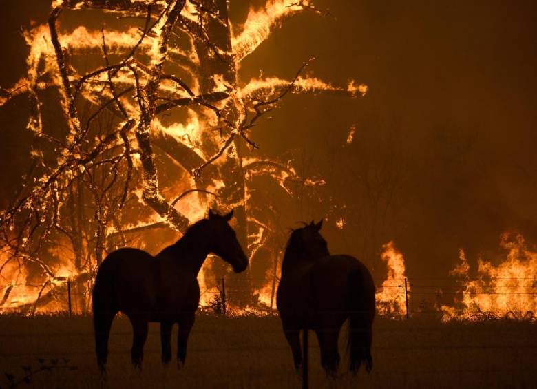 Caballos permanecen muy cerca de las llamas que arrasan la montaña Grose en Bilpin en Nueva Gales del Sur, mientras combate las llamas este sábado. Australia afrontó el sábado unas condiciones “catastróficas” con temperaturas cerca de los 47 grados y fuertes vientos. Foto: EFE.