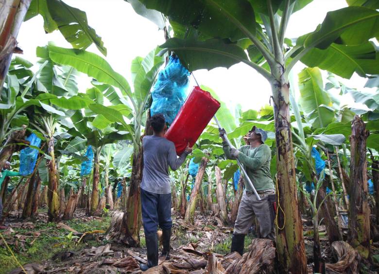 Urabá produce el 70 % del banano en el país, dice Augura. FOTO: Cortesía Augura