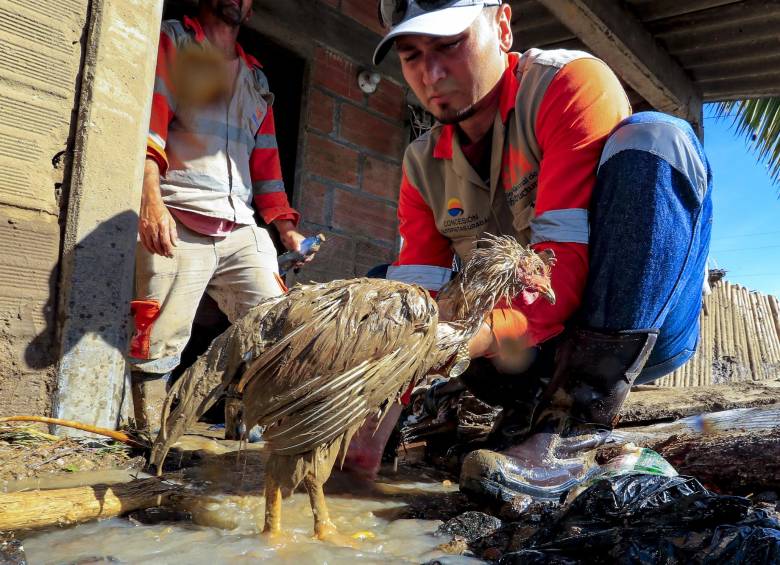 En la casa de Gabriel Lopera, un hombre de 85 años que falleció en Dabeiba cuando el muro de la habitación donde estaba se le vino encima, rescataron dos gallinas. Una de ellas murió. Según reportes la Gobernación de Antioquia, entre las especies de animales recatadas están bovinos, equinos, aves de corral, perros y gatos. FOTO: JAIME PÉREZ