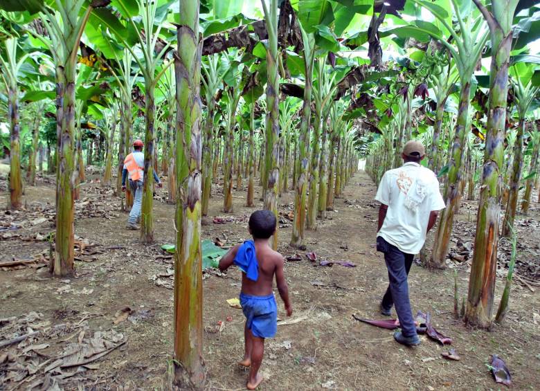 Córdoba (foto) y Urabá son dos de las zonas donde la Unidad de restitución de tierra ha implementado los proyectos para devolver los predios despojados a campesinos. FOTO juan antonio sánchez