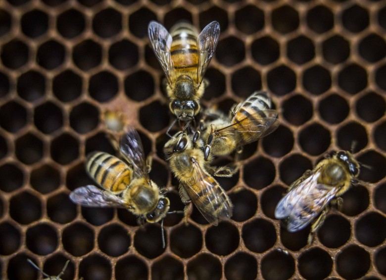 Los polinizadores, en particular las abejas, están amenazados por distintos factores, son animales esenciales para la alimentación humana. Foto: Esteban Vanegas