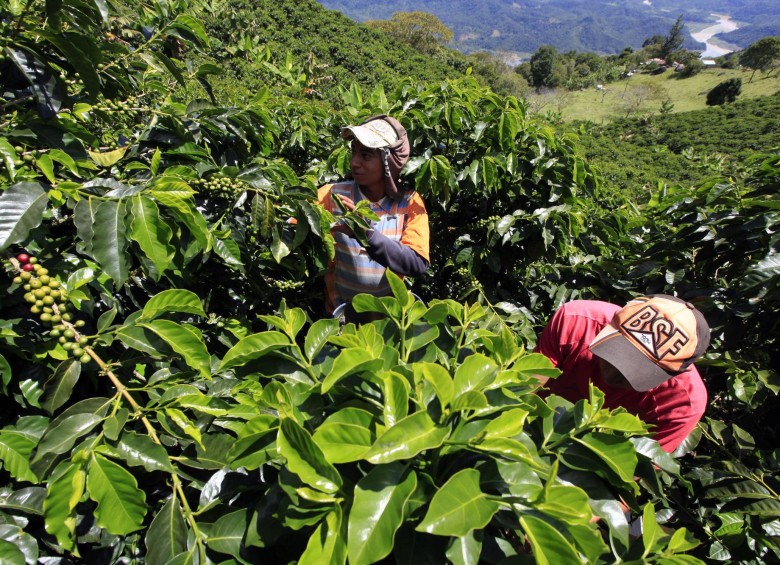 En los cafetales y el beneficio del grano están los primeros retos para que el negocio sea sostenible. FOTOS Manuel Saldarriaga