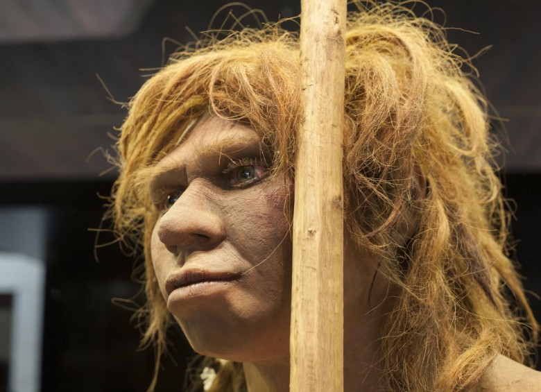 En 2009 se publicó el primer borrador del genoma completo del neandertal. FOTO Cortesía