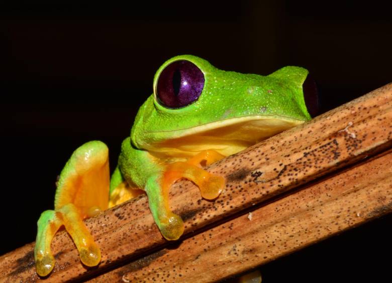 Rana Agalychnis callidryas de la familia phyllomerusidae. FOTO Cortesías Universidad CES