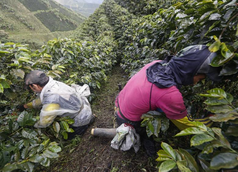 Según la Federación Nacional de Cafeteros en 2019 las exportaciones de café aumentaron 7 % llegando a 13,7 millones de sacos de 60 kilos. Foto Manuel Saldarriaga.