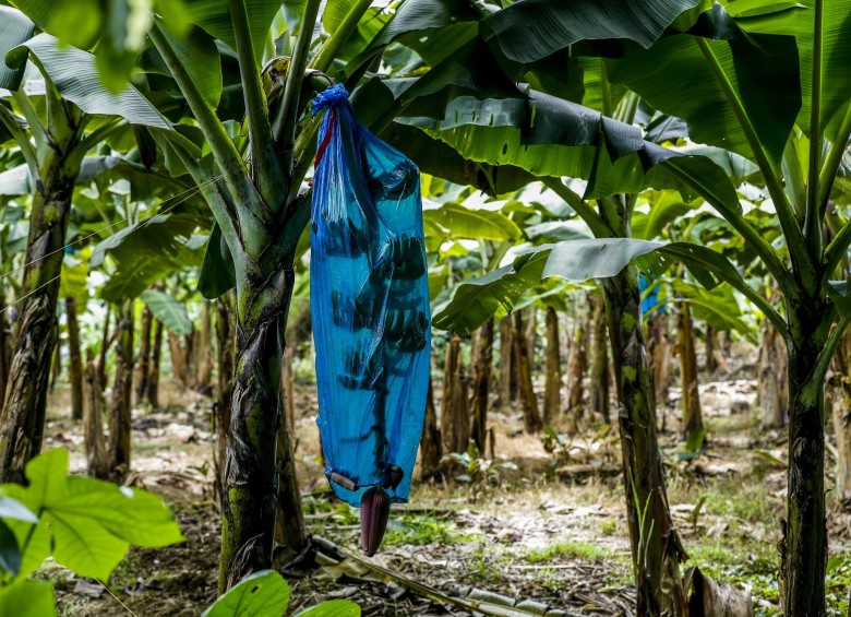 Sintrainagro y la Asociación de Bananeros de Colombia (Augura) aclararon los hechos relacionados con el cierre de una finca bananera en Urabá. Foto Jaime Pérez