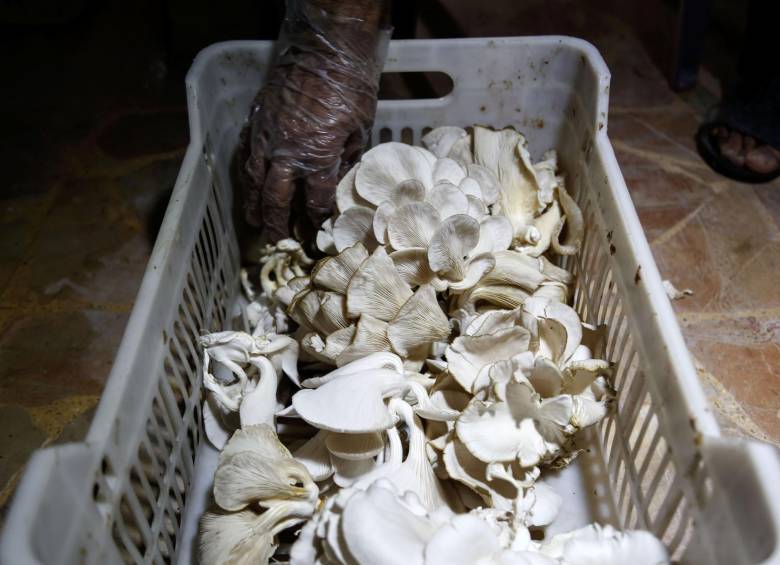 En Siria, los champiñones remplazaron a la carne