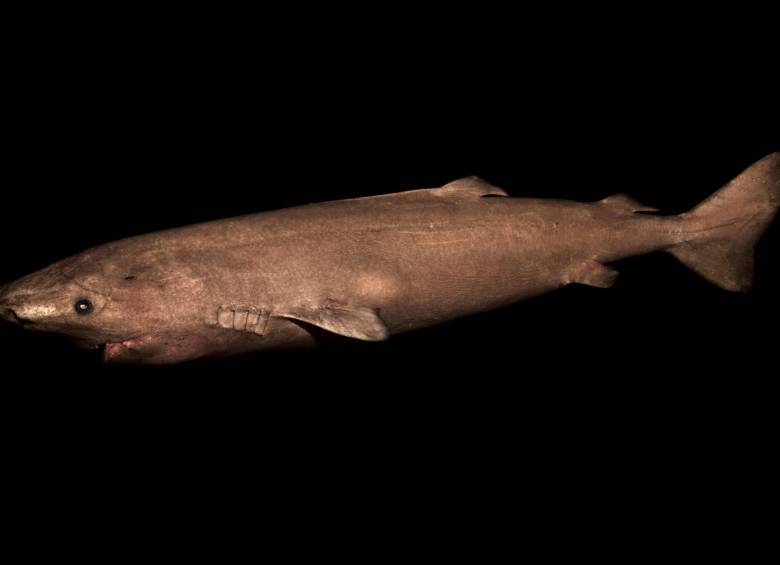 Un tiburón es el vertebrado más viejo del mundo