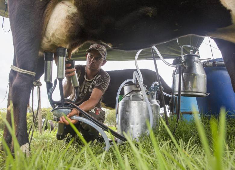 Colombia exporta este tipo de productos a México, Canadá, Chile, Costa Rica, Cuba, Estados Unidos, India, Japón, Marruecos, Panamá, Perú, Rusia, Bielorrusia, Kazajistán, Kirguistán y Armenia. Foto Edwin Bustamante Restrepo