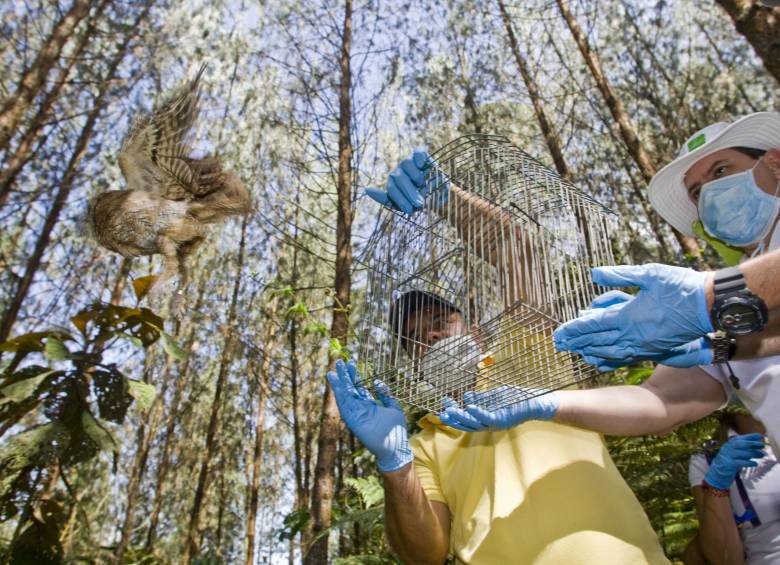 90 animales rescatados del tráfico ilegal volvieron a los bosques