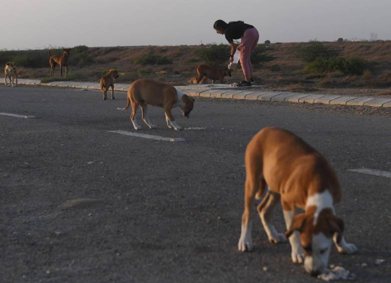 El cierre obligatorio de los restaurantes priva a los perros y gatos callejeros de las sobras y de los cubos de basura donde suelen agruparse. Los habitantes y los comerciantes no salen de casa para alimentarlos. Foto: AFP. 