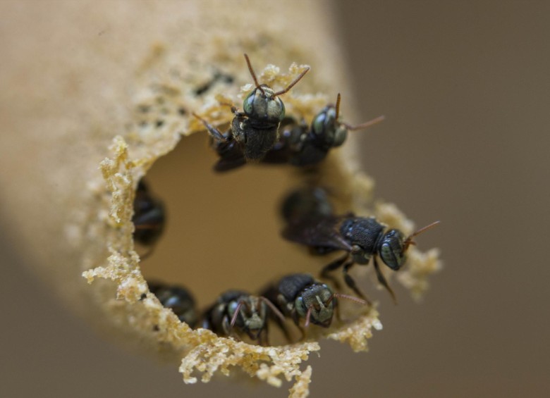 La Apis melliferas ( abeja melifera, abeja común ) es la especie más ampliamente utilizada a nivel mundial. Foto: Esteban Vanegas