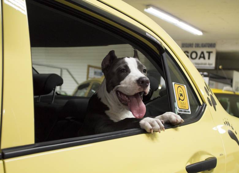 200 taxis de Medellín ahora transportan mascotas. FOTO CORTESÍA