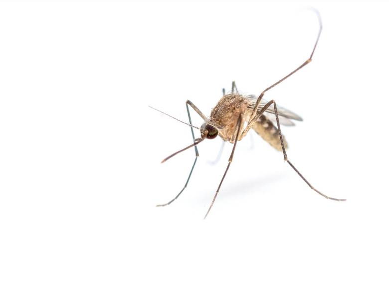 El 31,6 % de casos de malaria en Antioquia se da en el Bajo Cauca