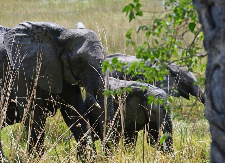 Botsuana levanta la prohibición de cazar elefantes. Foto: EFE