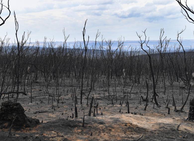 Australia está lanzando desde helicópteros miles de kilos de tubérculos para animales hambrientos como consecuencia de la destrucción de su hábitat por los incendios que están arrasando el país desde el pasado septiembre. Foto: EFE.