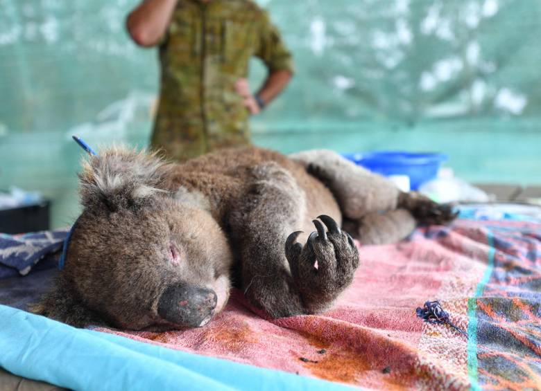 Un koala descansa sobre una toalla al cuidado de veterinarios y voluntarios en el Parque de Vida Silvestre, en la Isla Canguro, en la que viven unos 50.000 koalas y 60.000 canguros, al sur de Australia. Docenas de koalas han sido rescatados de los incendios forestales y trasladados a centros de cuidados en los últimos días. FOTO EFE