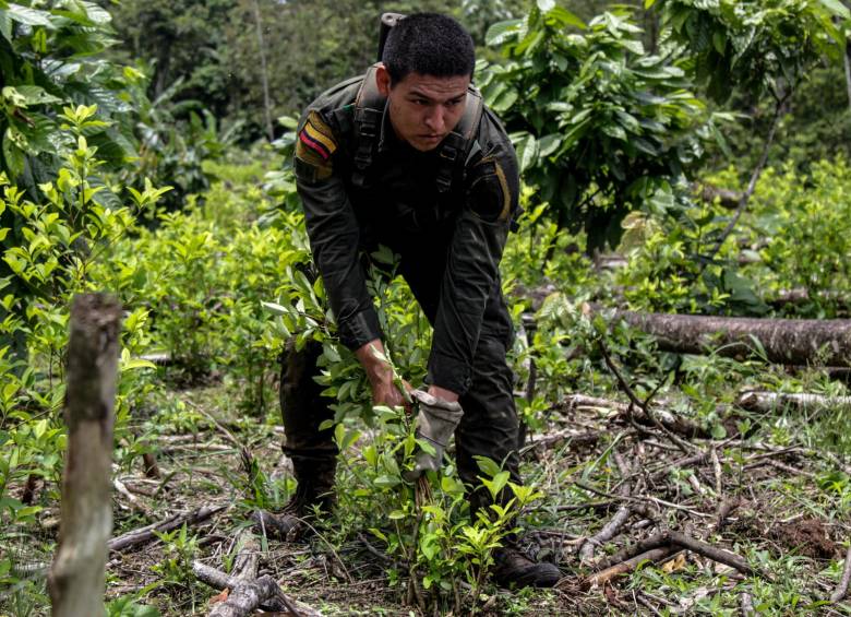 Nariño, con el 27% y Norte de Santander, con el 26%, son los departamentos con mayor cantidad de hectáreas de cultivos ilícitos en Colombia, según reportes de la Fiscalía. FOTO Colprensa
