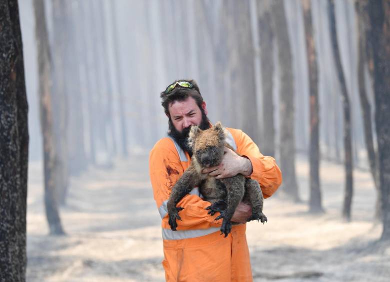 El rescatista de flora y fauna de la región australiana de Adelaida Simon Adamczyk sostiene en brazos a un koala después de haberle salvado del fuego, este martes, en un bosque cercano a Cape Borda, en la isla Kangaroo (Australia). EFE