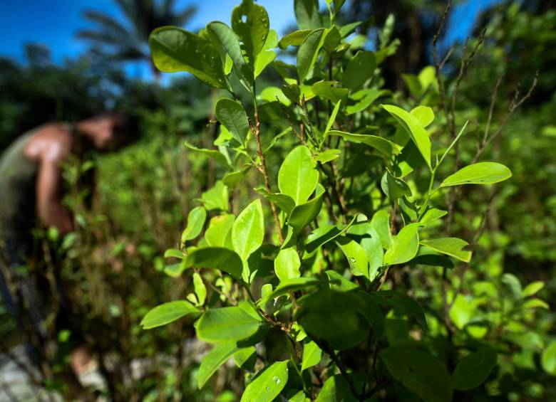 En Putumayo inició el plan de sustitución de cultivos de uso ilícito. A la iniciativa se inscribieron 11.385 familias y la idea es que se sustituyan siete mil hectáreas de coca de las 25.162 que hay sembradas en ese departamento según Naciones Unidas. FOTO AFP